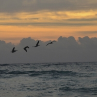 Pelicans fly